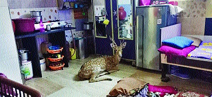 The deer fell into a house in the Hanuman Hill area of Powai | पवई येथील हनुमान टेकडी परिसरातील घरात हरण पडले  