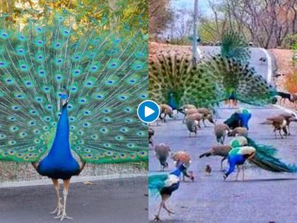 Amazing traffic jam by the national bird watch viral video myb | Video : लॉकडाऊनमध्ये माणसं झालीत रस्त्यांपासून लांब; अन् मोरांनीच केलंय ट्रॅफिक जॅम