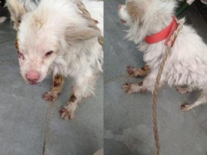 The dog was tied to a two-wheeler and taken away; Head-on incident in Delhi | कुत्र्याला टू-व्हिलरला बांधलं अन् फरफटत नेलं; दिल्लीतील डोक्यात जाणारी घटना