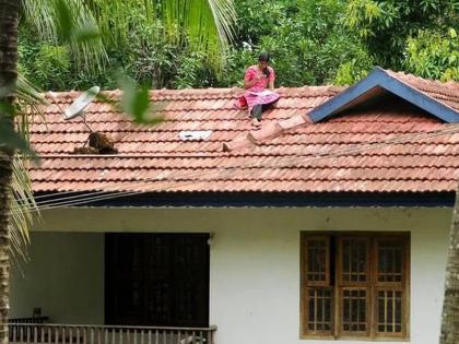 CoronaVirus Marathi News kerala girl on rooftop for better signal for online classes | CoronaVirus News : शिक्षणासाठी काय पण! 'या' मुलीच्या जिद्दीला तुम्हीही कराल सलाम