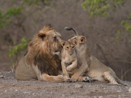 lions country increased by 29 percent informed narendra modi | अरे व्वा! सिंहांची संख्या वाढली; पंतप्रधानांनी दिली देशवासियांना आनंदाची बातमी