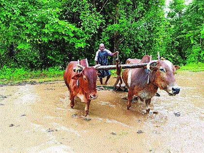 Speed up planting due to rains; However, due to labor shortage, farmers are worried due to increase in wages | पावसामुळे आला लावण्यांना वेग; मात्र मजूरटंचाईने कामांना ब्रेक , मजुरी वाढल्याने शेतकरी चिंतेत