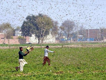 locust swarms from somalia to india in next 2 weeks fao warns | चिंता वाढली! कोरोना पाठोपाठ देशावर येतंय आणखी एक मोठं संकट