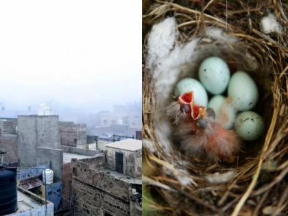 Tamilnadu village goes dark for 35 days for bird and her eggs | कौतुकास्पद! पक्षाचं घरटं वाचवण्यासाठी गावकऱ्यांनी तब्बल ३५ दिवस रस्त्यावरील लाईट्स ठेवले बंद