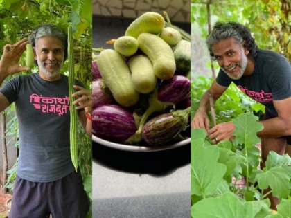 Milind Soman turns bearded farmer for wife Ankita, shares pics and video of homegrown vegetables | आलिशान आयुष्य सोडून आर्यन मॅन मिलिंद सोमण करतोय शेती, निसर्गाच्या सानिध्यात घेतोय जगण्याचा खरा आनंद