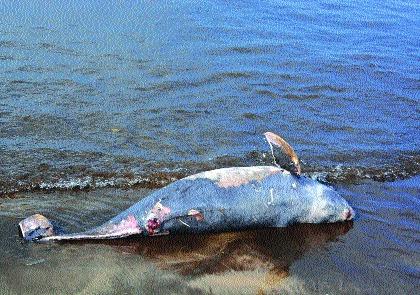 Dead dolphin found on Murud beach, cremated by forest department, municipal staff | मुरुड किनाऱ्यावर आढळला मृत डॉल्फिन, वन विभाग, नगरपालिकेच्या कर्मचाऱ्यांनी केले अंत्यसंस्कार