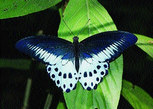 The month of butterflies has come ... the world will unfold! , More than 25 organizations across the country together | आला फुलपाखरांचा महिना... विश्व उलगडणार! , देशभरातील २५ हून अधिक संस्था एकत्र