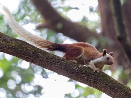 Shekru, the giant squirrel, now found in 'Kalsubai' sanctuary | ‘कळसुबाई’अभयारण्यात वाढतोय राज्यप्राणी शेकरु