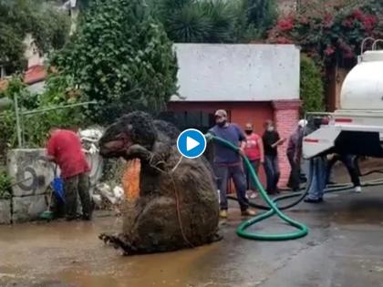 Giant rat found during clearing drainage system turned out halloween prop see viral video | बाबो! नाले सफाई करताना सापडला भलामोठा उंदीर; Video पाहून तुमचीही उडेल झोप