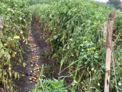 Damage to tomatoes due to continuous rains, farmers helpless | सततच्या पावसाने टोमॅटोचे नुकसान, शेतकरी हतबल