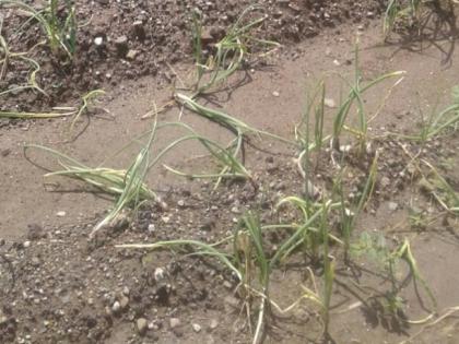 Rotten onion, farmers suffering from rains | पावसाने सडला कांदा, शेतकरी त्रस्त