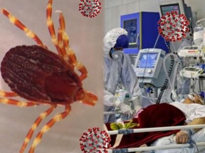 Congo Fever Symptoms Prevention and Treatment: Everything you need to know about the illness