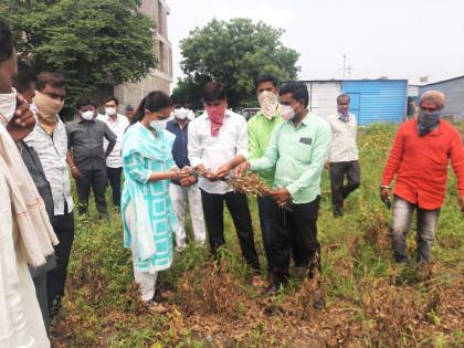 Pritam Munde inspects crop damage | प्रितम मुंडे यांनी केली पिक नुकसानीची पाहणी