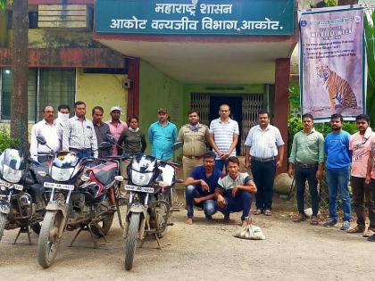 Mandul snake smuggling, both from Muktainagar | मांडुळ सापाची तस्करी, मुक्ताईनगर येथील दोघे गजाआड