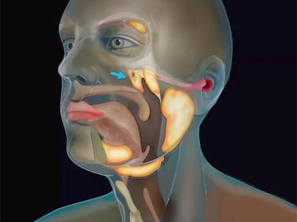 Scientists from Netherlands discover new organ in human throat