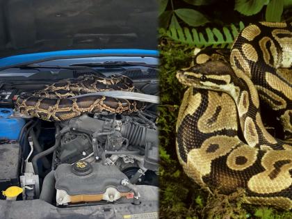 Viral video python rescued from car hood | बाप रे बाप! कारचे बोनेट उघडताच दिसला १० फूटांचा अजगर, अन् मग..... पाहा व्हिडीओ