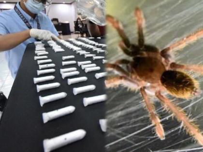 Shocking news airport staff finds 119 tarantulas hidden inside running shoes news from philippines | बूटात लपवले १०० पेक्षा जास्त विषारी जिवंत कोळी; कारण वाचून तुम्हीही हादराल....