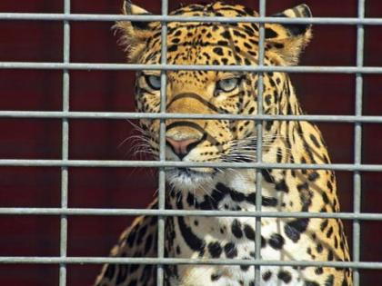 Leopards now attacking humans in their houses in nashik | बिबटे फार झाले, बालके जपून ठेवा...