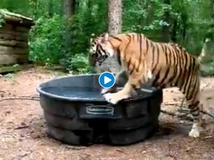 Video: Tiger taking tub bath video shared by jairam ramesh goes viral | Video : मानवी वस्तीत शिरताच वाघाने केलं 'असं' काही; कधीही पाहिला नसेल असा वाघ