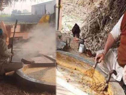 Meet avtar singh who is making jaggery and earning lakhs by farming | मानलं गड्या! परदेशातील नोकरी सोडली, गावी गूळ बनवायला सुरूवात केली,आता होतेय लाखोंची कमाई