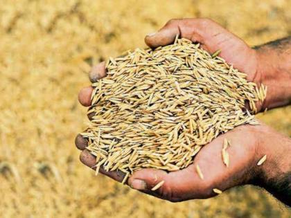 Paddy shopping in the castle, bojwara | वाड्यात भातखरेदीचा उडाला बोजवारा, बळीराजाची लूट सुरूच