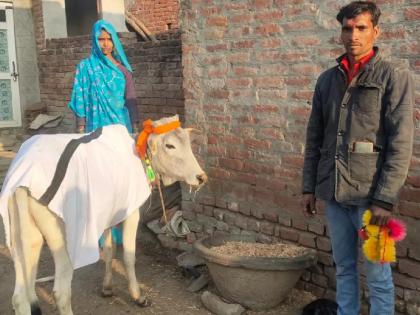 childless up farmer adopts calf as son invites over 500 guests for symbolic mundan | कौतुकास्पद! लग्नाला 15 वर्षे झाली पण मूल नाही; शेतकरी दांपत्याने वासराला घेतलं दत्तक