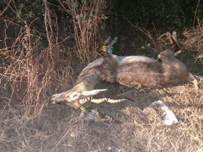 Antelope accidental death; Forest department officials, however, are not happy | अपघातानंतर काळविटाचा मृतदेह २२ तास पडून; वन विभागाला नाही सोयरसुतक