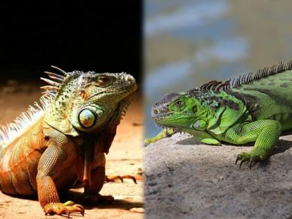 us risk of iguanas falling from trees as temperature drops in south florida | ऐकावं ते नवलच! "या" देशात पडणार सरड्यांचा पाऊस; तज्ज्ञांनी दिला इशारा