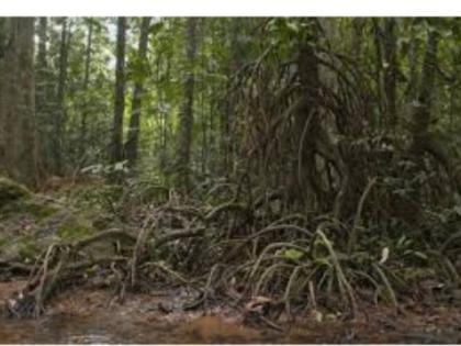 Marestica swamp is a rare plant found in the Dodamarg of Sindhudurg | सिंधुदुर्गातील दोडामार्गात आढळली मॅरेस्टिका स्वॅम्प ही दुर्मीळ वनस्पती  