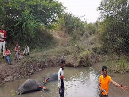 Six buffaloes die due to electric shock in Paithan; The herdsman broke Humberda | महावितरणची दिरंगाई मुक्या जनावरांच्या जीवावर बेतली; विद्युतवाहिनी डोहात पडल्याने सहा म्हशींचा तडफडून मृत्यू