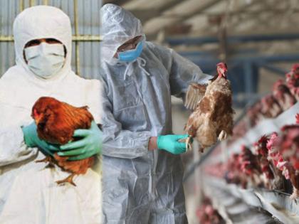 Bird flu risk amid corona pandemic 1700 migratory birds death in himachal pradesh | कोरोना व्हायरसनंतर आता भारतावर बर्ड फ्लू चं सावट; 'या' राज्यात शासनाचा सर्तकतेचा इशारा