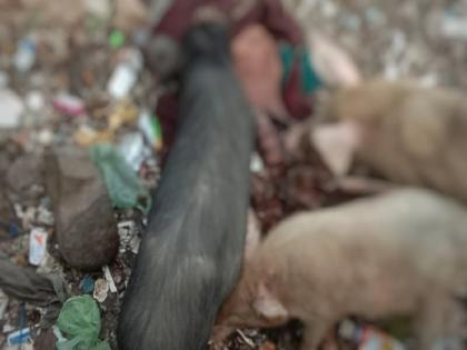 Annoying! In Nanded, the death body was broken by pigs outside a government hospital | संतापजनक ! नांदेडमध्ये शासकीय रुग्णालयाबाहेर मृतदेहाचे डुकरांनी तोडले लचके