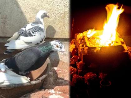 Family trapped in superstition buys 4 pigeon at Rs 7 lakh from Tantric to save child's life