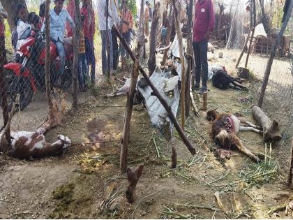 16 goats were killed by wild animals after entering the barn | गोठ्यात घुसून वन्यप्राण्याने १६ शेळ्यांचा पाडला फडशा