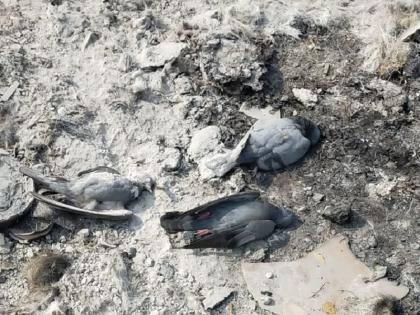 Three pigeons die of unknown cause at Shendra MIDC premises | बर्ड फ्ल्यूची धास्ती ! शेंद्रा एमआयडीसी परिसरात तीन पारवे पक्षांचा अज्ञात कारणाने मृत्यू