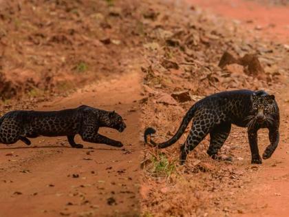 Rare black leopard spotted in maharashtra captured by wildlife photographer anurag gawande | कॅमेरात कैद झाला शिकारीच्या तयारीत असलेला दुर्मिळ काळा बिबट्या; पाहा रुबाबदार बिबट्याचे फोटो