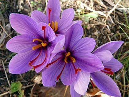 Kashmir saffron blossoms in strawberry forest! Flowers came to the bulb months ago | स्ट्रॉबेरीच्या वनात फुलले काश्मीरचे ‘केशर’! सह महिन्यांपूर्वीच्या कंदास आली फुले Kashmir saffron blossoms in strawberry forest! Flowers came to the bulb months ago | स्ट्रॉबेरीच्या वनात फुलले काश्मीरचे ‘केशर’! सह महिन्यांपूर्वीच्या कंदास आली फुले