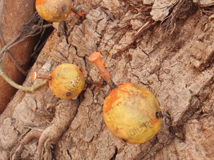 The shocking type of superstition in the election arena; Lemons and nails hit the tree | निवडणुकीच्या रिंगणात जादूटोणाचा धक्कादायक प्रकार; झाडाला लिंबू अन् खिळे ठोकले 