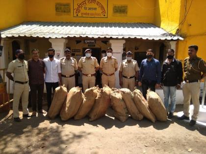 96 kg opium worth Rs 24 lakh seized in Badnapur taluka | लसून पिकात केली अफूची पेरणी; पोलिसांच्या धाडीत २४ लाख किंमतीचे ९६ किलो पीक जप्त