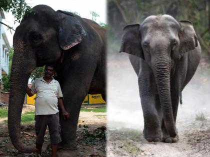 patna akhtar imam who known as hathi kaka of bihar donates 5 crore property to his elephants | अनोखं प्रेम! ...म्हणून 'त्याने' मुलाला बेदखल करत हत्तींच्या नावावर केली तब्बल 5 कोटींची संपत्ती