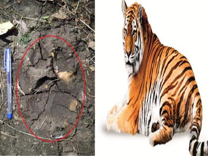 Tiger roamed the Gautala Sanctuary without any hesitation | गौताळा अभयारण्यात पाऊलवाटेवर बिनधास्त फिरला पट्टेरी वाघ