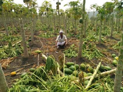 The papaya orchard, which was cultivated like children, was leveled by the storm | सांगा मायबाप जगावं कस ? मुलांप्रमाणे जोपासलेली पपईची बाग वादळाच्या तडाख्याने भुईसपाट