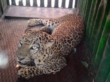 Leopard Catch in Nashik | नाशिकमध्ये बिबट्या जेरबंद  