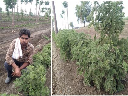 'Let's go to the farm, my friend'; The young man preparing for the competition exams turned to geranium farming | 'शेतीकडे चल रे माझ्या दोस्ता'; स्पर्धा परीक्षांची तयारी करणारा तरुण वळला जिरेनियम शेतीकडे