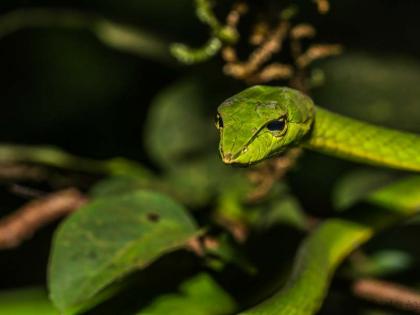 Bacteria that do not respond to antibiotics found in Harantol snakes | हरणटोळ सापांमध्ये आढळले प्रतिजैविकांना दाद न देणारे जीवाणू