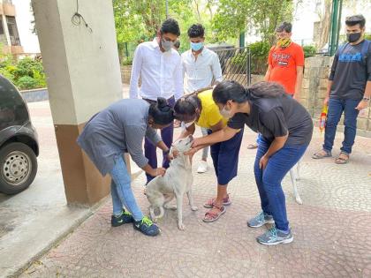 Vaccination of 500 stray dogs by Thane City MNS and Pause | ठाणे शहर मनसे व पॉज या संस्थेच्यावतीने ५०० भटक्या श्वानांचे लसीकरण  