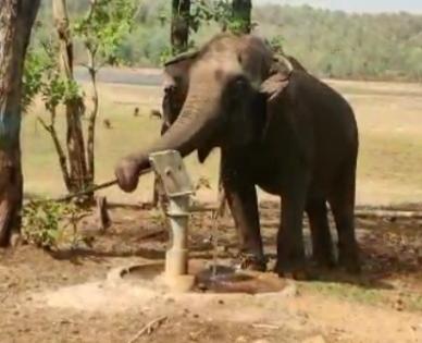 Elephant Operates Hand Pump on His Own to Drink Water in gadchiroli | अरे व्वा! हत्तीण माणसासारखे हापसून पिते हापसीतील पाणी; Video व्हायरल