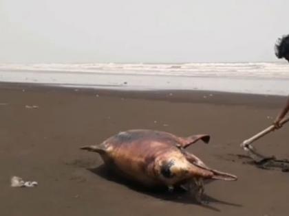 Dead dolphin weighing 250 kg found on Rajodi beach in Vasai | वसईच्या राजोडी समुद्र किनाऱ्यावर आढळला 250 किलो वजनाचा मृत डॉल्फिन!