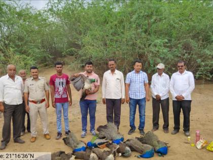 12 peacocks dead in Jaitpur area dhule | जैतपूर परिसरात १२ मोरांचा मृत्यू, वन विभागात खळबळ 12 peacocks dead in Jaitpur area dhule | जैतपूर परिसरात १२ मोरांचा मृत्यू, वन विभागात खळबळ