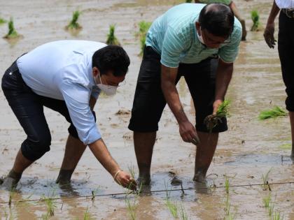 Gadchiroli District Collector appeals to farmers to focus on mechanization to increase paddy planting yield | कौतुकास्पद! गडचिरोलीच्या जिल्हाधिकाऱ्यांनी केली शेतात जावून भात रोवणी, उत्पन्न वाढीसाठी शेतकऱ्यांना दिला मोलाचा सल्ला